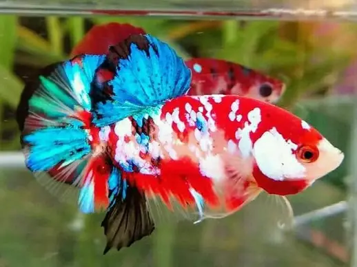 Cá Betta Nemo Galaxy