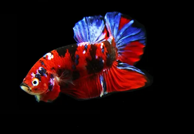 Làm Thế Nào Để Nhận Biết Một Con Cá Betta Nemo Galaxy Chất Lượng?