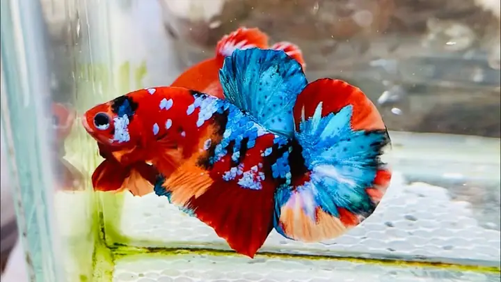 Cá Betta Nemo Galaxy