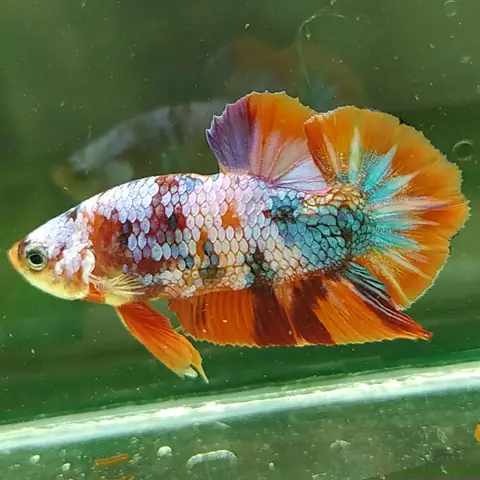 B. Địa Chỉ Mua Cá Uy Tín