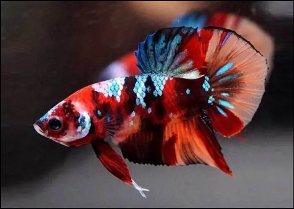 Cá Betta Nemo Galaxy