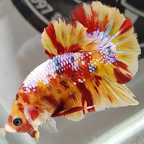 Cá Betta Nemo Galaxy