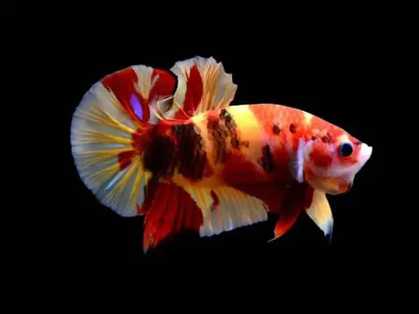 Cá Betta Nemo Galaxy