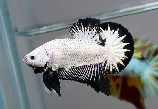 Cá Betta Rồng Đen
