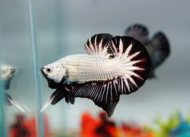 Cá Betta Rồng Đen