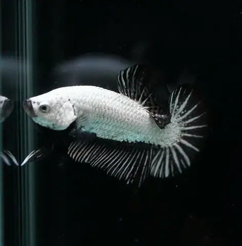 Betta Rồng Đen Có Thể Sống Chung Với Cá Khác Không?