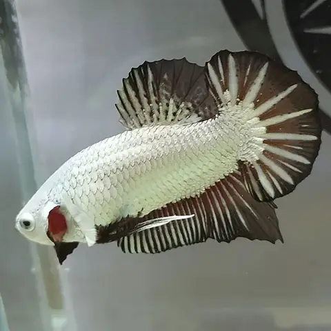 Cá Betta Rồng Đen