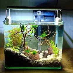 Cá Betta Rồng Đỏ
