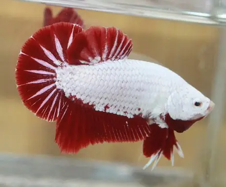 Cá Betta Rồng Đỏ