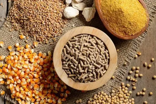 Thức Ăn Sống Và Tươi