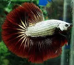 Cá Betta Rồng Đỏ