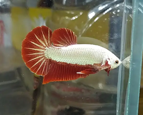 Quá Trình Sinh Sản