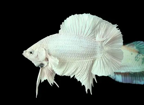 Cá Betta Rồng Trắng