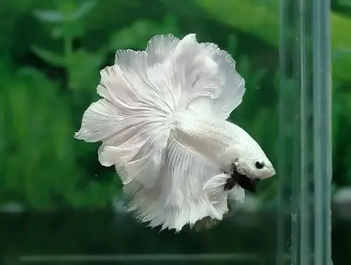 Phân Loại Cá Betta Rồng Trắng