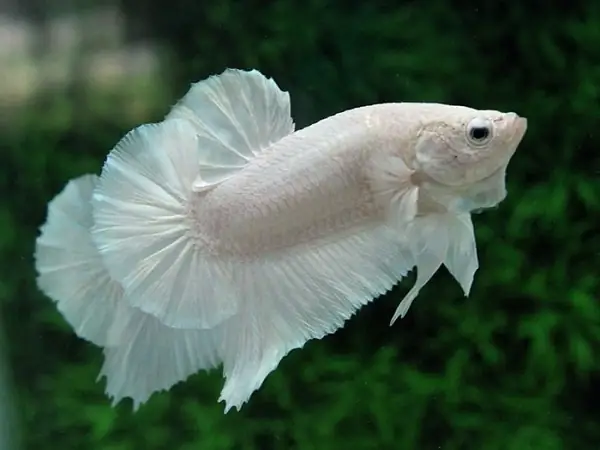 Thức Ăn Phù Hợp Cho Cá Betta Rồng Trắng