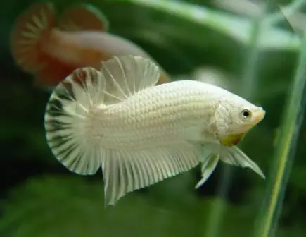 Đặc Điểm Ngoại Hình Của Cá Betta Rồng Trắng