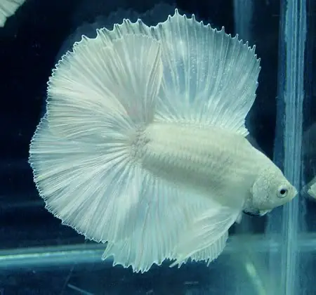 Kỹ Thuật Nuôi Cá Betta Rồng Trắng