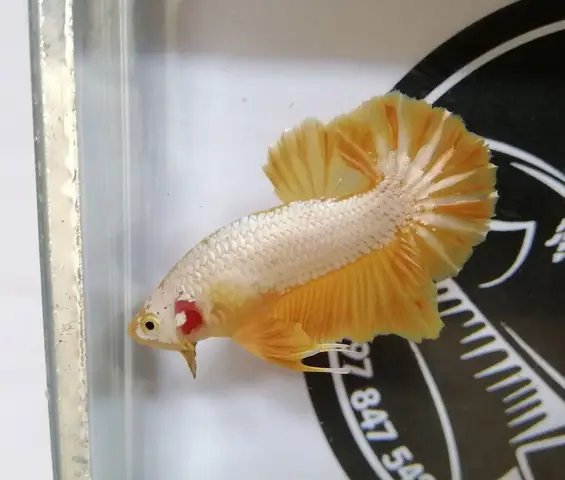 Đặc Điểm Phân Biệt Cá Betta Rồng Vàng