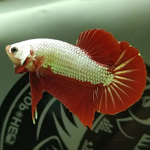 Đặc Điểm Ngoại Hình Cá Betta Rồng