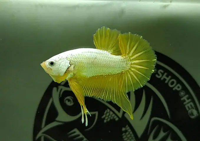 Cá Betta Rồng Vàng