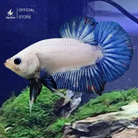 Cá Betta Rồng Xanh