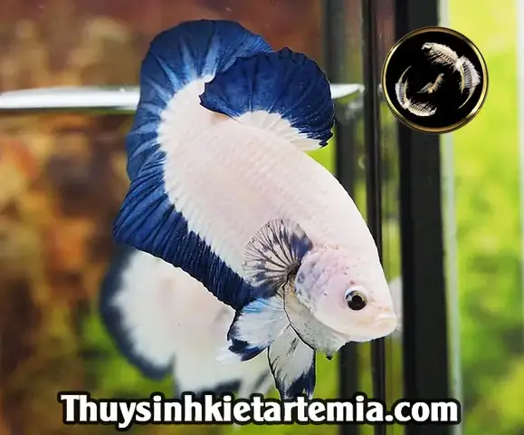 Cá Betta Rồng Xanh
