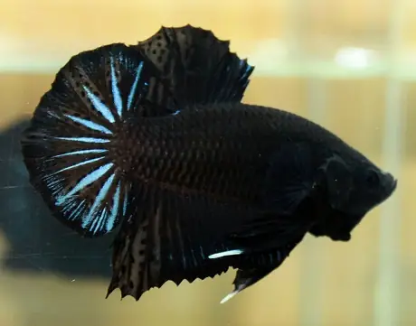 Cá Betta Super Black Lai