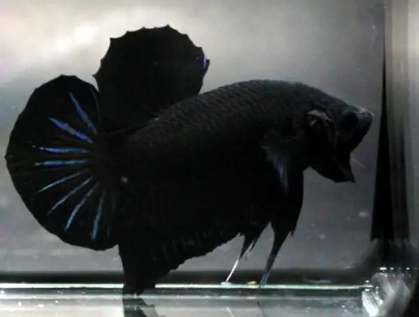 Đặc Điểm Nổi Bật Của Cá Betta Super Black