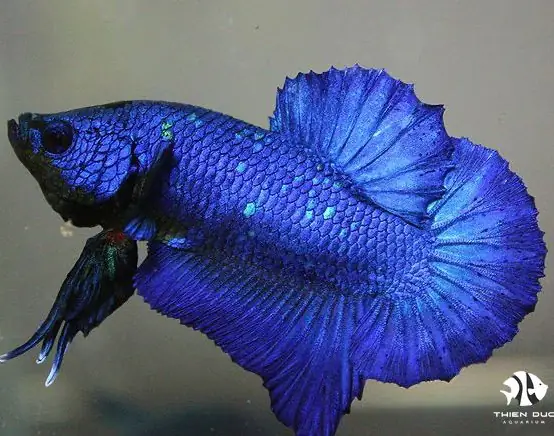 Cá Betta Super Blue: Chú Cá Ngựa Vằn Xanh Độc Bản Cho Bể Cá Của Bạn