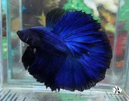 Cá Betta Super Blue: Chú Cá Ngựa Vằn Xanh Độc Bản Cho Bể Cá Của Bạn