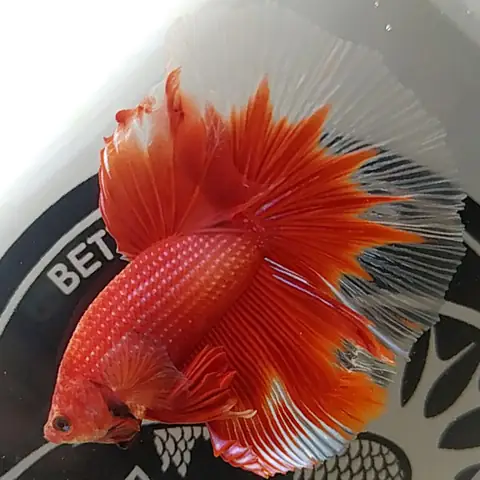 Cá Betta Super Red