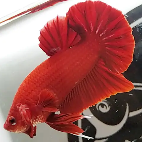 Cá Betta Super Red Pk