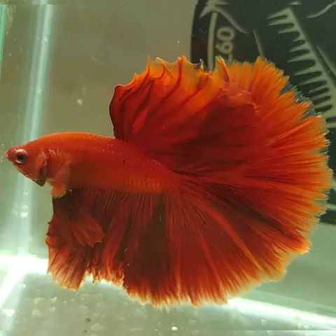 Cá Betta Super Red Huyền Thoại