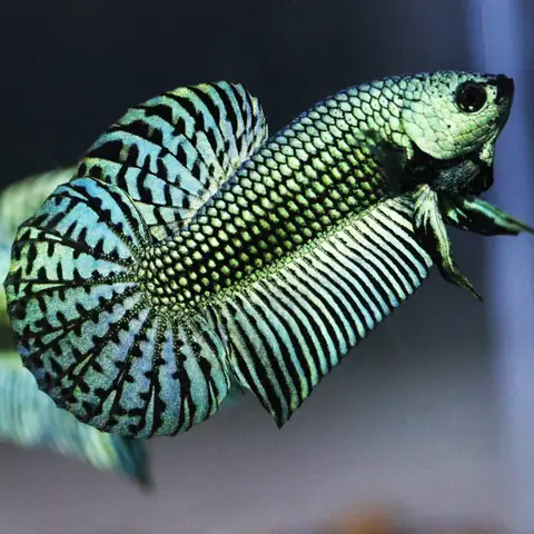 Khả Năng Sinh Sản