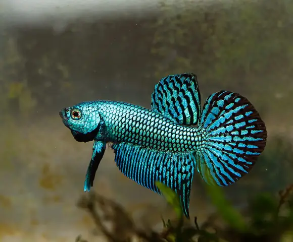 Biện Pháp Bảo Tồn