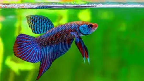 Sự Hấp Dẫn Trong Vẻ Đẹp Hoang Dã