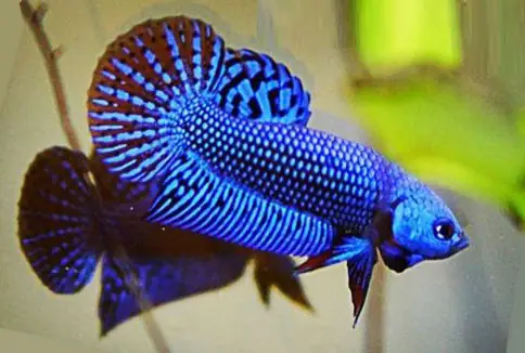 Trong Văn Hóa