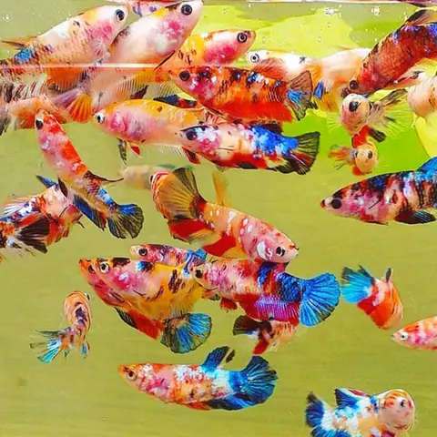 Hướng Dẫn Toàn Tập Về Hồ Cá Betta Thủy Sinh: Từ A-z Để Tạo Nên Một Hệ Sinh Thái Thu Nhỏ Tuyệt Đẹp