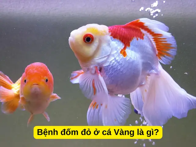 Bệnh Đốm Đỏ Ở Cá Vàng Là Gì?