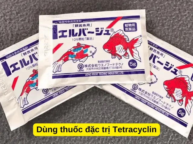 Dùng Thuốc Đặc Trị Tetracyclin