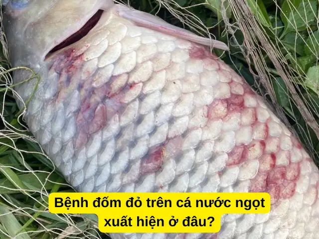 Bệnh Đốm Đỏ Trên Cá Nước Ngọt Xuất Hiện Ở Đâu?