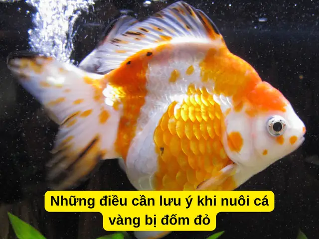 Những Điều Cần Lưu Ý Khi Nuôi Cá Vàng Bị Đốm Đỏ