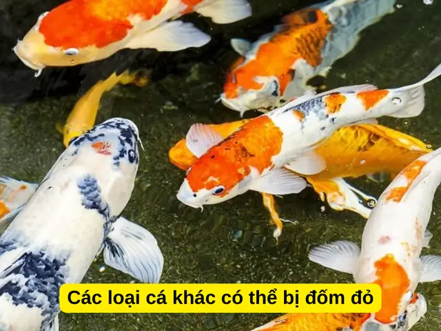 Các Loại Cá Khác Có Thể Bị Đốm Đỏ
