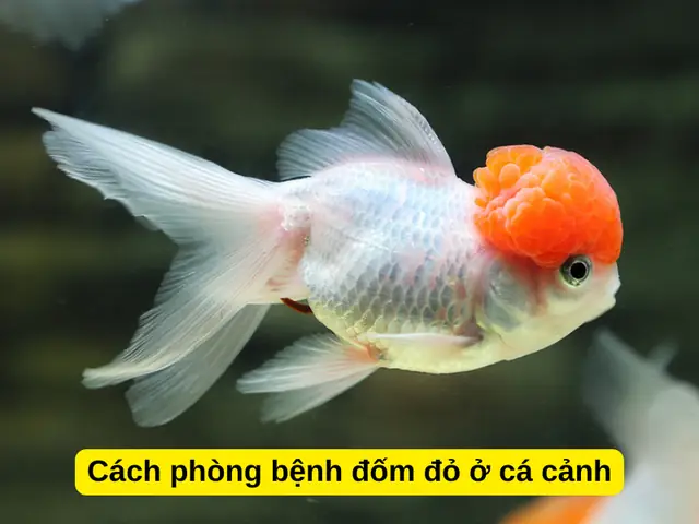 Cách Phòng Bệnh Đốm Đỏ Ở Cá Cảnh