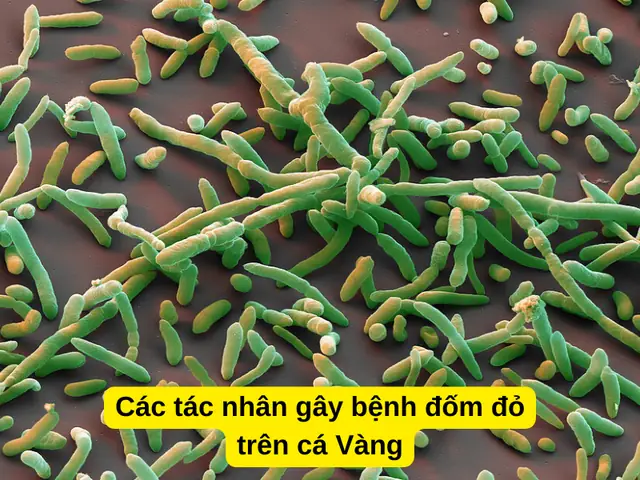 Các Tác Nhân Gây Bệnh Đốm Đỏ Trên Cá Vàng