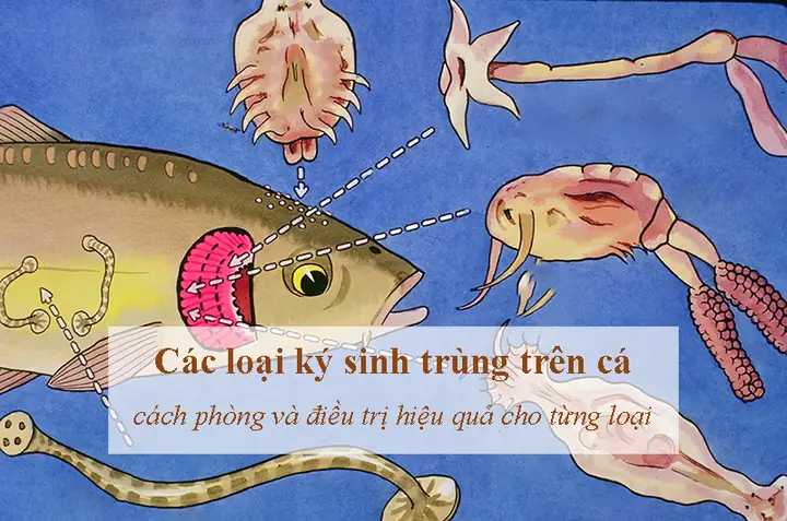 Cá Bị Ký Sinh Trùng: Nguyên Nhân, Dấu Hiệu Nhận Biết Và Cách Điều Trị Hiệu Quả