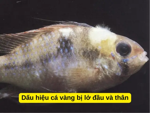Dấu Hiệu Cá Vàng Bị Lở Đầu Và Thân