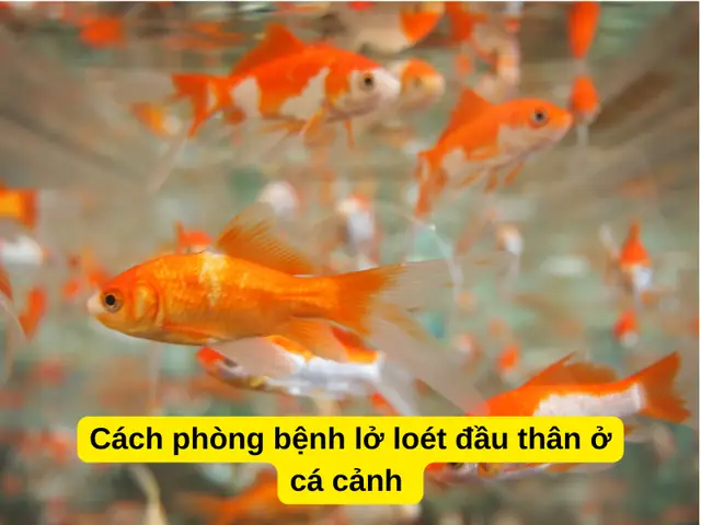 Nâng Cao Kiến Thức Về Bệnh Tật