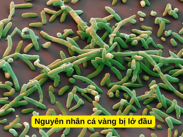 Nguyên Nhân Cá Vàng Bị Lở Đầu
