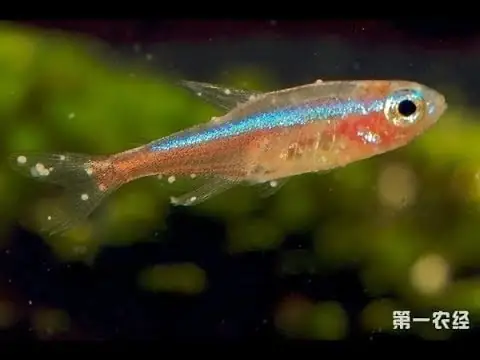 Những Hiểu Nhầm Về Bệnh Nấm Cá Và Bệnh Đốm Trắng